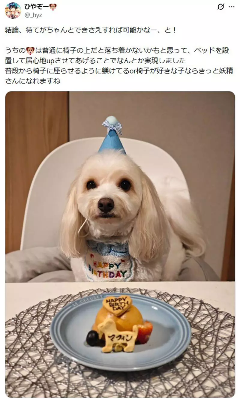 坐在椅子上《乖乖被拍照的狗》日本网友好奇这种狗狗真的很多吗? 坐在椅子上《乖乖被拍照的狗》日本网友好奇这种狗狗真的很多吗?