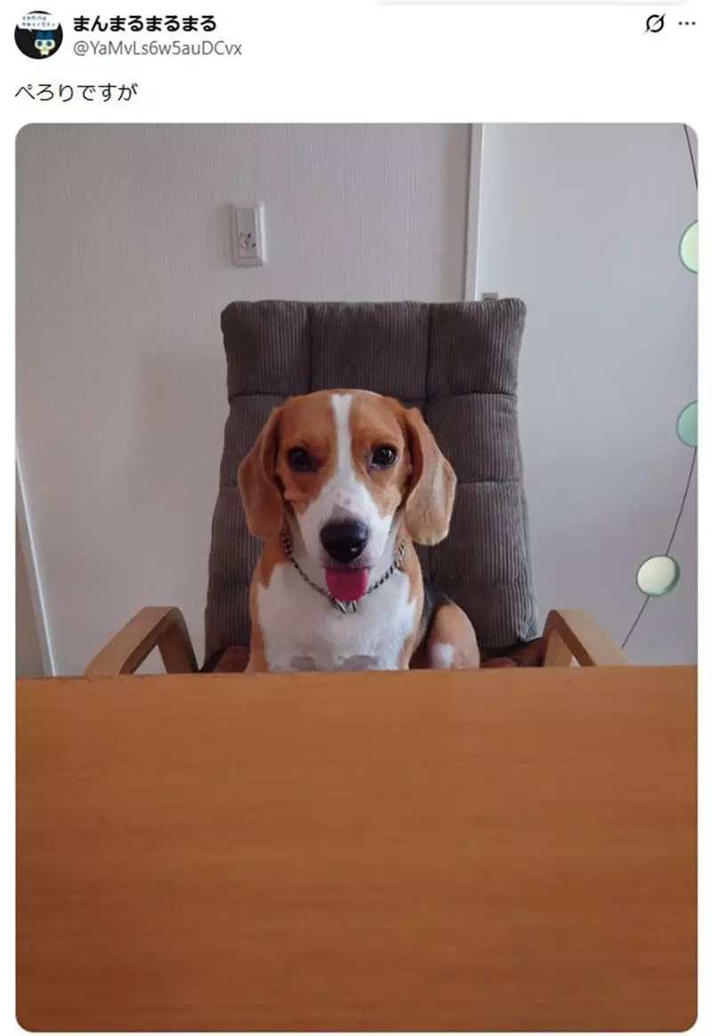 坐在椅子上《乖乖被拍照的狗》日本网友好奇这种狗狗真的很多吗? 坐在椅子上《乖乖被拍照的狗》日本网友好奇这种狗狗真的很多吗?