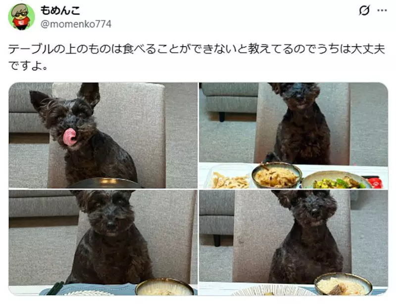 坐在椅子上《乖乖被拍照的狗》日本网友好奇这种狗狗真的很多吗? 坐在椅子上《乖乖被拍照的狗》日本网友好奇这种狗狗真的很多吗?