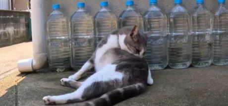 日本网友议论“民间的驱猫偏方”,然而所谓猫怕水瓶的说法其实并不成立!但为什么还是很多人去做! - 奇趣星球报