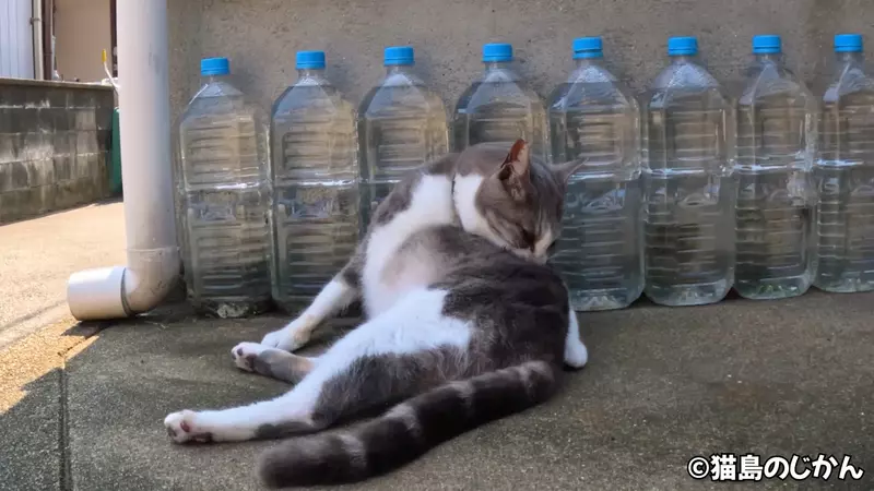 日本网友议论“民间的驱猫偏方”，然而所谓猫怕水瓶的说法其实并不成立！但为什么还是很多人去做！ - 奇趣星球报 - 奇趣星球报