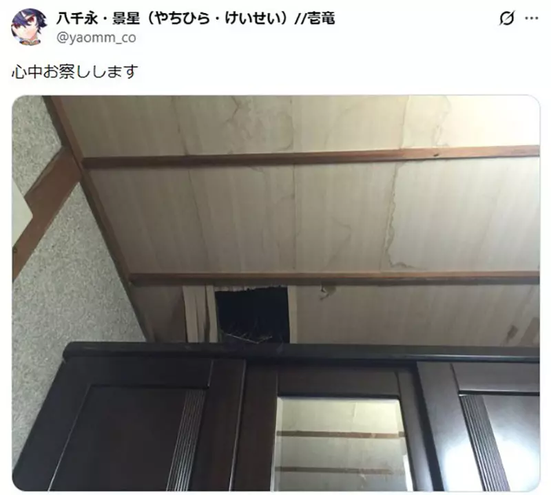 日本猫主人的天花板灾难！你家猫咪也这么能“拆家”吗？