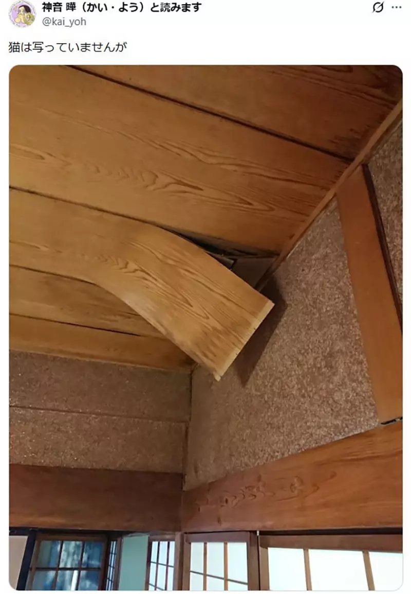 日本猫主人的天花板灾难！你家猫咪也这么能“拆家”吗？