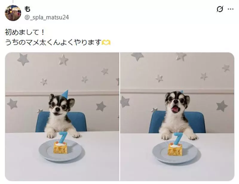 坐在椅子上《乖乖被拍照的狗》日本网友好奇这种狗狗真的很多吗? 坐在椅子上《乖乖被拍照的狗》日本网友好奇这种狗狗真的很多吗?