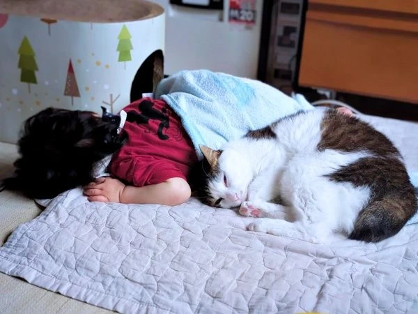 猫和孩子编织的“和平世界”　在纸箱中展开的充满爱的景象获得2.2万个点赞　“光看着就忍不住笑”“秘密基地”