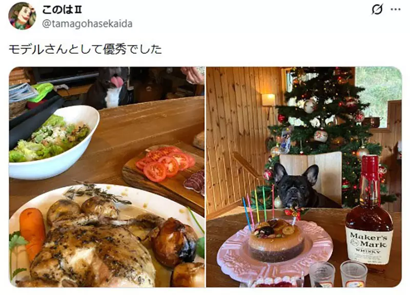 坐在椅子上《乖乖被拍照的狗》日本网友好奇这种狗狗真的很多吗? 坐在椅子上《乖乖被拍照的狗》日本网友好奇这种狗狗真的很多吗?