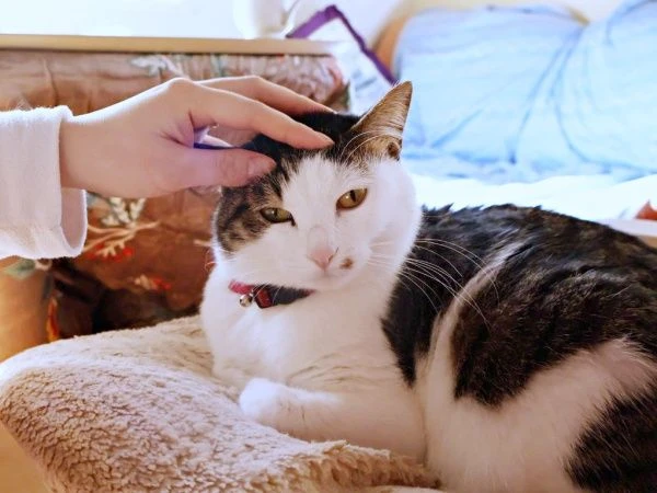 猫和孩子编织的“和平世界”　在纸箱中展开的充满爱的景象获得2.2万个点赞　“光看着就忍不住笑”“秘密基地”