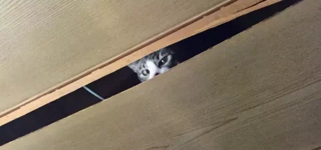 日本猫主人的天花板灾难！你家猫咪也这么能“拆家”吗？ - 奇趣星球报
