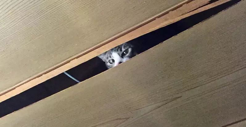 日本猫主人的天花板灾难！你家猫咪也这么能“拆家”吗？ - 奇趣星球报 - 奇趣星球报
