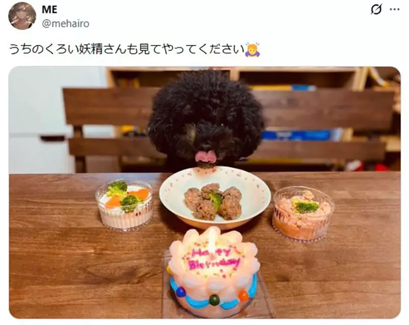 坐在椅子上《乖乖被拍照的狗》日本网友好奇这种狗狗真的很多吗? 坐在椅子上《乖乖被拍照的狗》日本网友好奇这种狗狗真的很多吗?