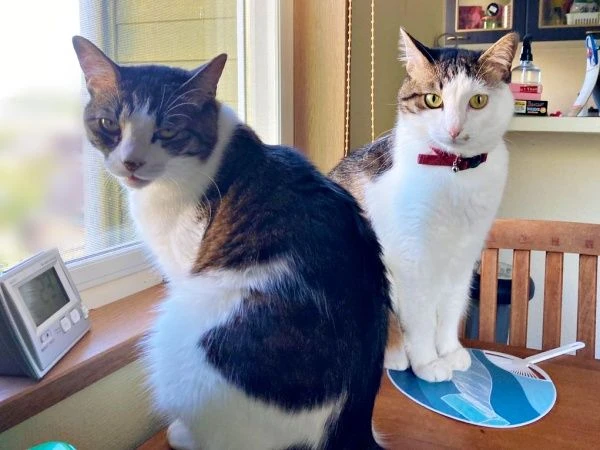 猫和孩子编织的“和平世界”　在纸箱中展开的充满爱的景象获得2.2万个点赞　“光看着就忍不住笑”“秘密基地”