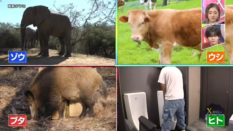 《搞笑诺贝尔奖》哺乳类尿尿平均花费21秒？综艺节目验证的结果是……