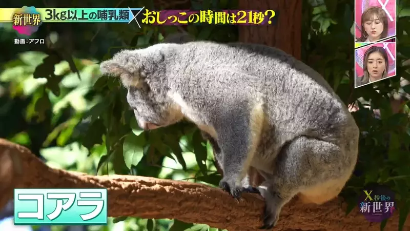 《搞笑诺贝尔奖》哺乳类尿尿平均花费21秒？综艺节目验证的结果是……