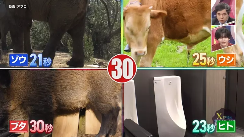 《搞笑诺贝尔奖》哺乳类尿尿平均花费21秒？综艺节目验证的结果是……