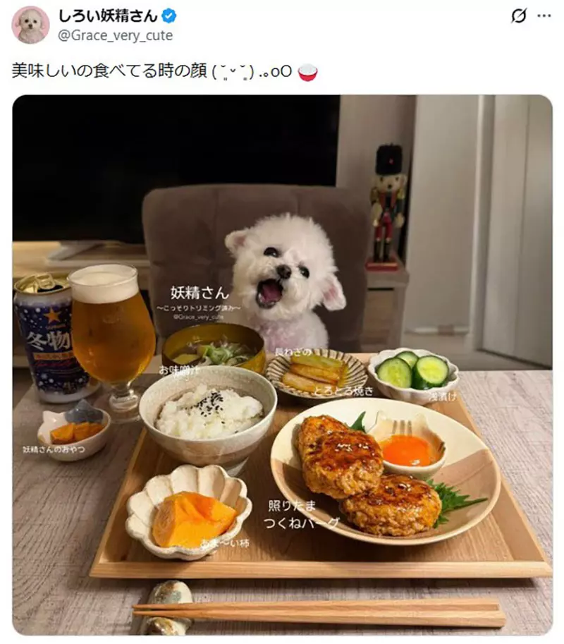 坐在椅子上《乖乖被拍照的狗》日本网友好奇这种狗狗真的很多吗? 坐在椅子上《乖乖被拍照的狗》日本网友好奇这种狗狗真的很多吗?