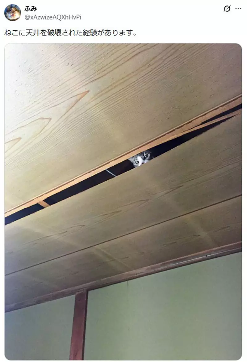 日本猫主人的天花板灾难！你家猫咪也这么能“拆家”吗？