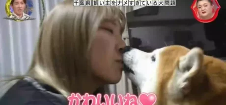 日本综艺实拍柴犬的大型双标现场！狂舔姐姐十分钟，却把亲哥当成透明空气！ - 奇趣星球报