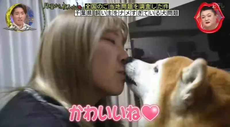 日本综艺实拍柴犬的大型双标现场！狂舔姐姐十分钟，却把亲哥当成透明空气！ - 奇趣星球报 - 奇趣星球报
