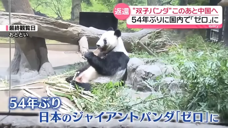 外交风波波及二次元?日本时隔54年迎零熊猫时代,《咒术回战》名场面竟成绝版历史! 外交风波波及二次元?日本时隔54年迎零熊猫时代,《咒术回战》名场面竟成绝版历史!