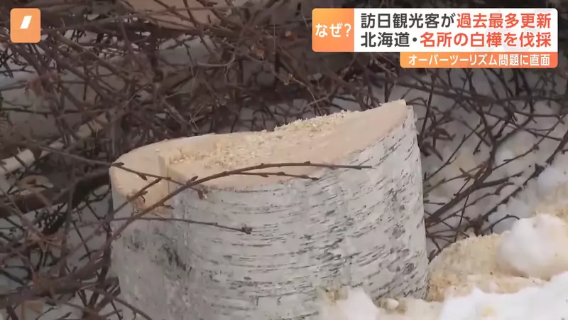 3600 万游客挤爆日本的代价！因乱闯农田引众怒，北海道美瑛地主忍痛砍光着名白桦林！