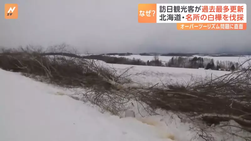 3600 万游客挤爆日本的代价！因乱闯农田引众怒，北海道美瑛地主忍痛砍光着名白桦林！