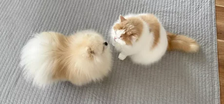 日本狗狗不仅爱猫还爱“吸猫”？猫咪反手一记猫拳：吸两口得了别太贪婪！ - 奇趣星球报