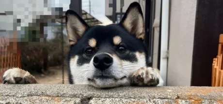 日本街头惊现“墙头狗”？这只只有脑袋露在墙外的黑柴，凭一己之力萌翻百万网友！ - 奇趣星球报