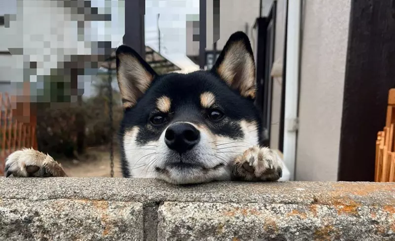 日本街头惊现“墙头狗”？这只只有脑袋露在墙外的黑柴，凭一己之力萌翻百万网友！ - 奇趣星球报 - 奇趣星球报