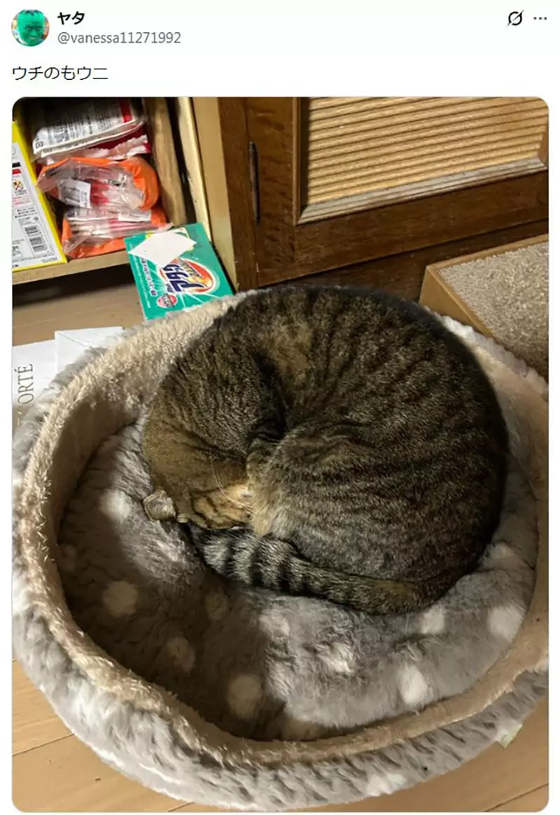 我的世界基岩版【】下载