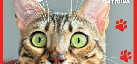 日本知名科学杂志改名“喵顿”？封面孟加拉猫被指高层走后门，真相竟是“凭实力上位”！ - 奇趣星球报