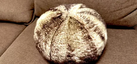 笑不活了！日本画师因禁养宠物买了个“猫咪替身”，结果被全网吐槽像是在养海胆！ - 奇趣星球报