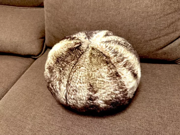 笑不活了！日本画师因禁养宠物买了个“猫咪替身”，结果被全网吐槽像是在养海胆！ - 奇趣星球报 - 奇趣星球报