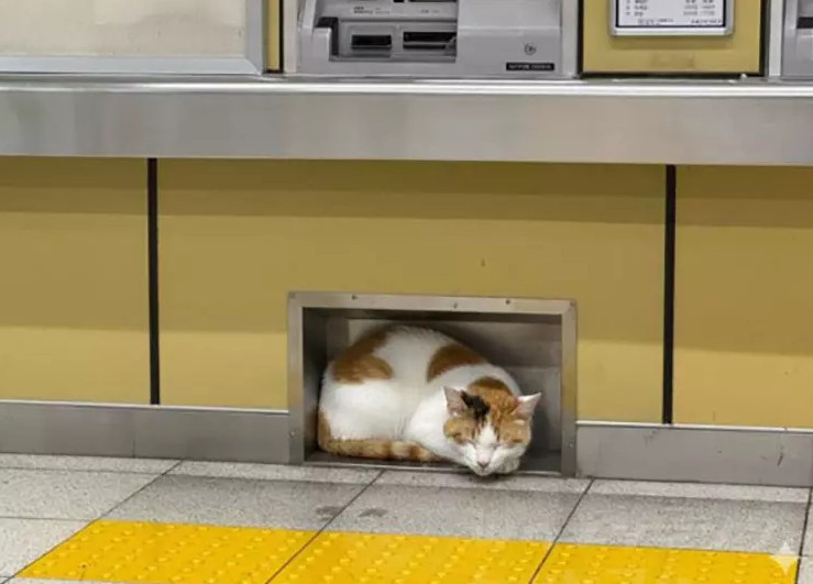 图片[1] - 日本网友议论“车站售票机下竟藏神秘凹槽”，脑洞大开盲猜“猫鼠洞”！没想到是为体贴轮椅人士，直呼太暖心！ - 奇趣星球报 - 奇趣星球报