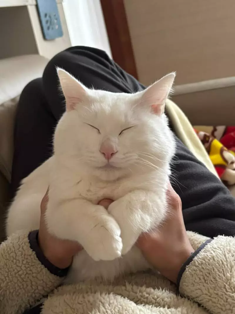 我的世界基岩版【】下载