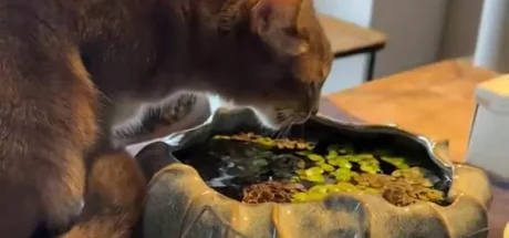 你的猫不爱喝水可能不是挑食,而是因为瞎?日本网友实测“水盆放菜叶”奇效,铲屎官们纷纷跪了! - 奇趣星球报