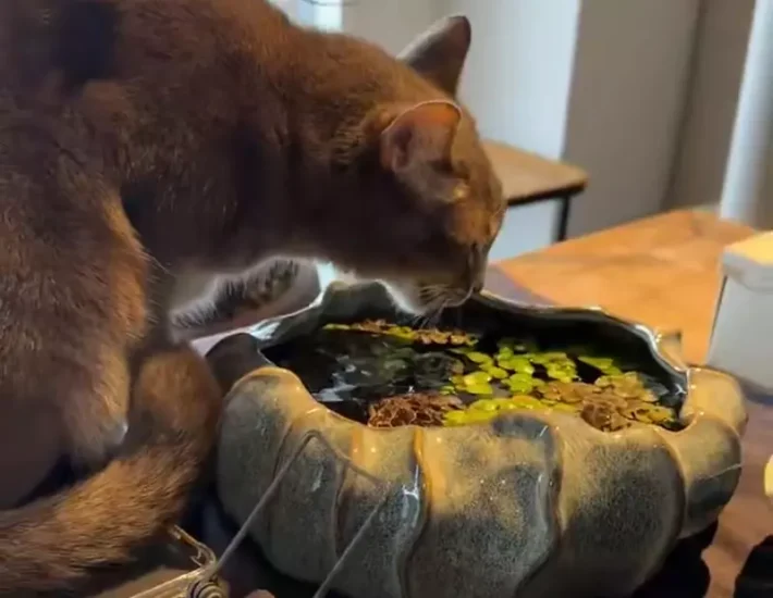 你的猫不爱喝水可能不是挑食,而是因为瞎?日本网友实测“水盆放菜叶”奇效,铲屎官们纷纷跪了! - 奇趣星球报 - 奇趣星球报