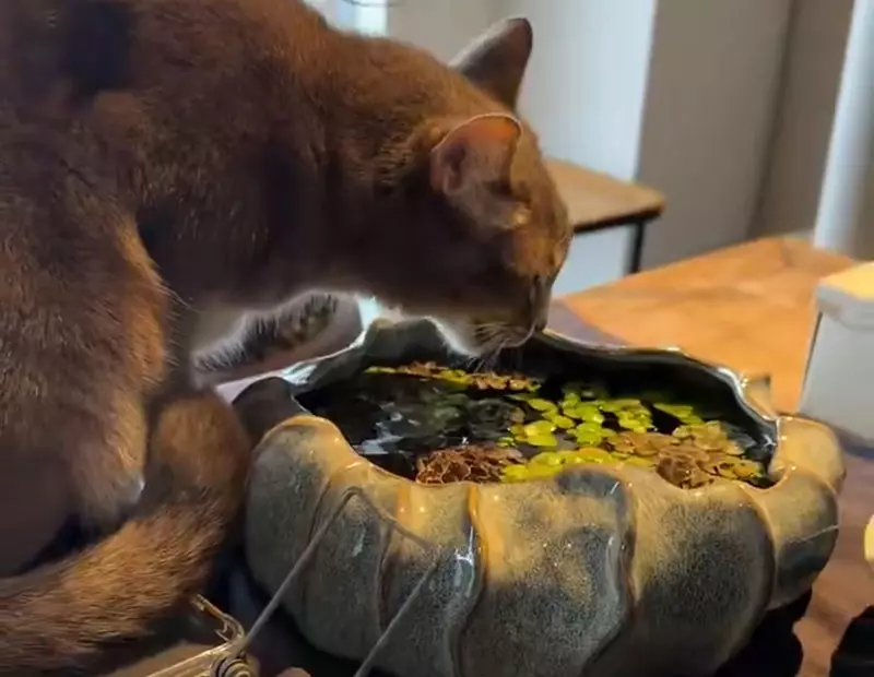 我的世界基岩版【】下载 我的世界基岩版【】下载