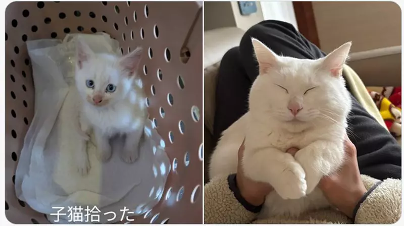 我的世界基岩版【】下载