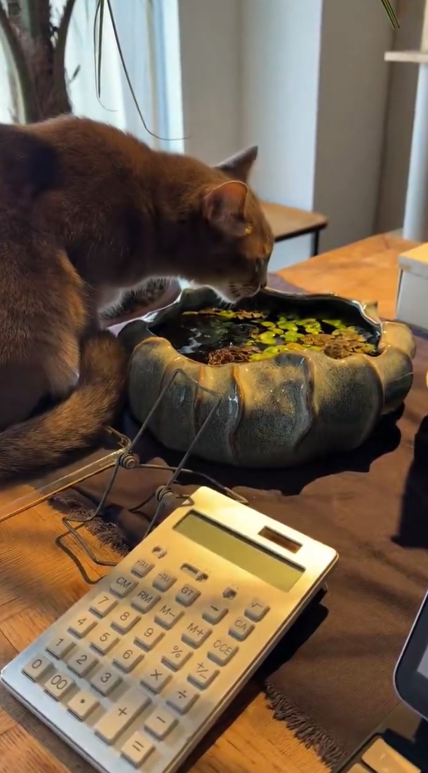 图片[2] - 你的猫不爱喝水可能不是挑食，而是因为瞎？日本网友实测“水盆放菜叶”奇效，铲屎官们纷纷跪了！ - 奇趣星球报 - 奇趣星球报