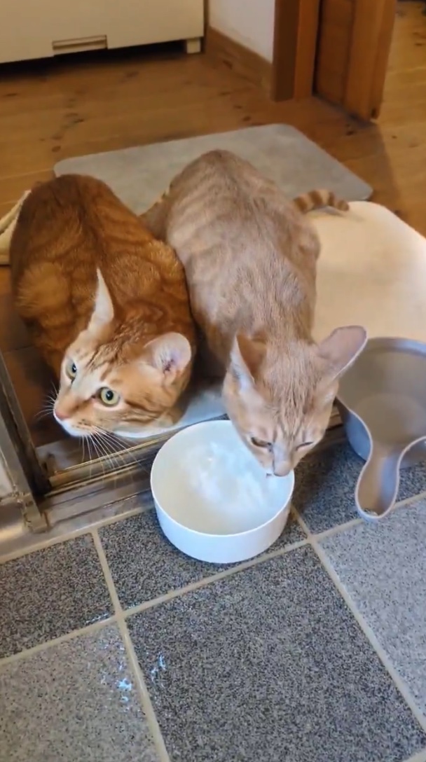 图片[4] - 你的猫不爱喝水可能不是挑食，而是因为瞎？日本网友实测“水盆放菜叶”奇效，铲屎官们纷纷跪了！ - 奇趣星球报 - 奇趣星球报