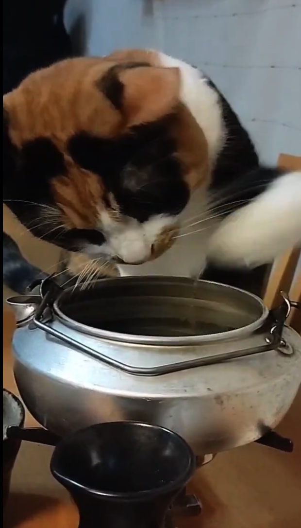 图片[13] - 你的猫不爱喝水可能不是挑食，而是因为瞎？日本网友实测“水盆放菜叶”奇效，铲屎官们纷纷跪了！ - 奇趣星球报 - 奇趣星球报