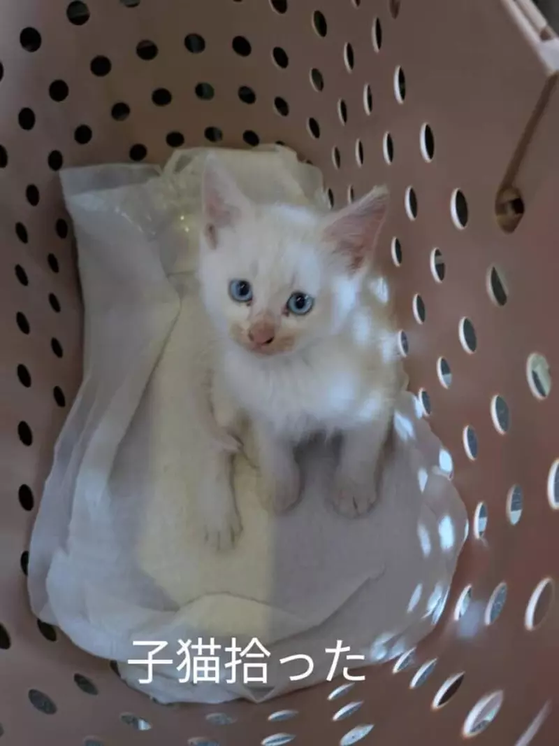 我的世界基岩版【】下载