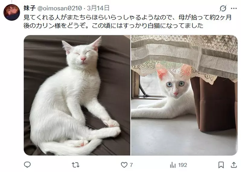 我的世界基岩版【】下载