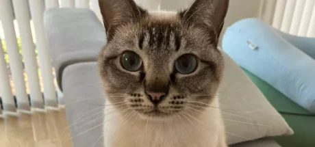 光看长相就能判断猫来自日本?美国科幻作家揭秘“美日猫咪审美差”,铲屎官网友疯狂晒图求鉴定! - 奇趣星球报