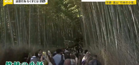 惹众怒！日本京都岚山竹林“惨遭外语刻字毁容”，韩国游客硬闯私人住宅被拦竟反呛：在我国这很正常！ - 奇趣星球报