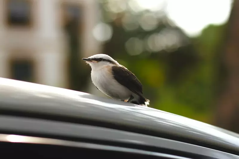 我的世界基岩版【】下载