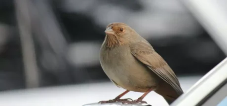 车停户外总被针对？美国调查机构分享“容易被鸟粪攻击的汽车排行榜”，颜色越深的车竟越受鸟类偏爱！ - 奇趣星球报