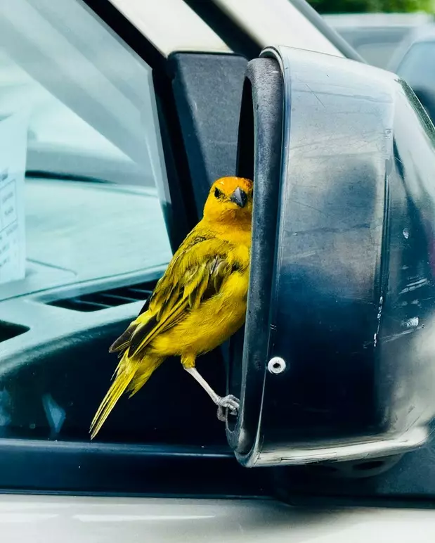 我的世界基岩版【】下载