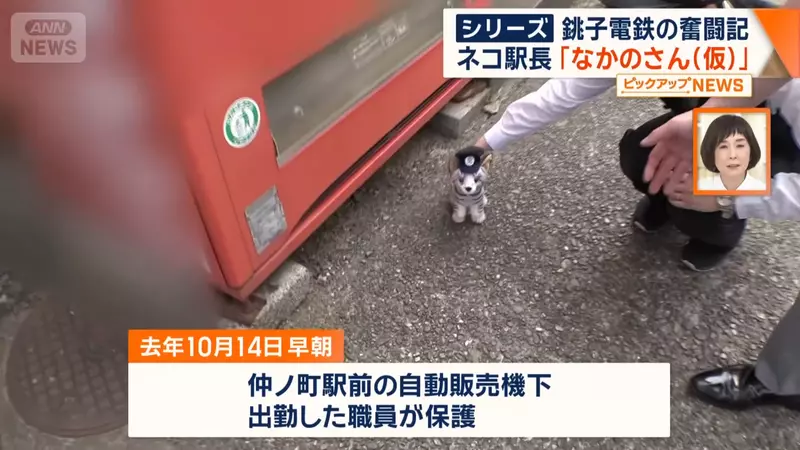 我的世界基岩版【】下载
