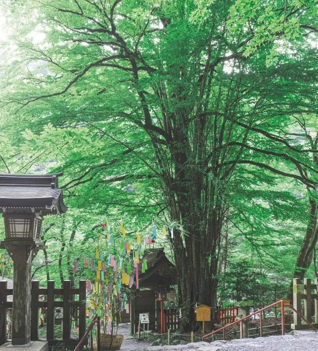 京都著名景点遭贼!日本贵船神社募捐箱连锅端,网民哀叹治安堪忧! 京都著名景点遭贼!日本贵船神社募捐箱连锅端,网民哀叹治安堪忧!